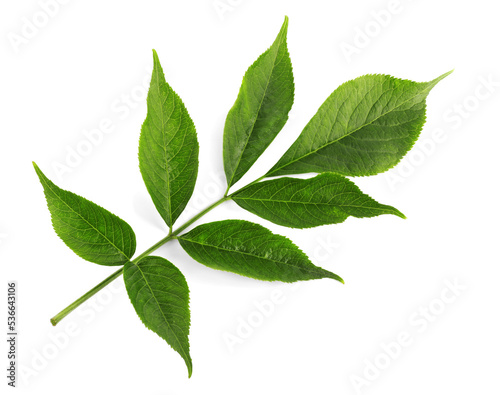 Fresh green elderberry leaves on white background, top view