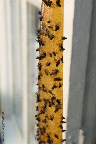 Sticky insect tape with dead flies on blurred background, closeup