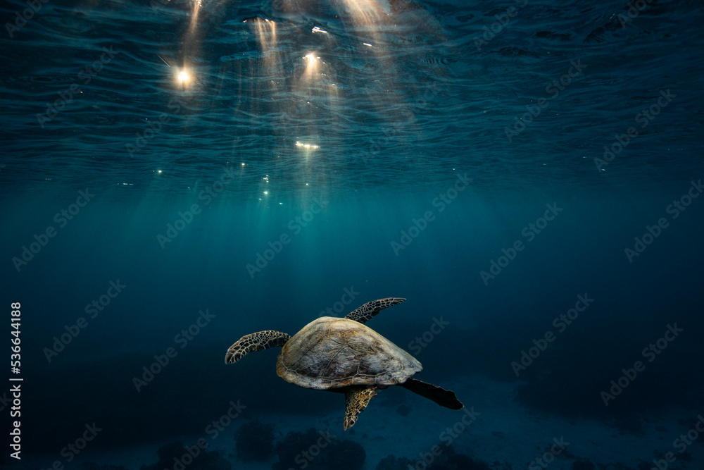 Obraz premium a majestic green sea turtle swimming through sun rays on the Great Barrier Reef at Lady Elliot Island in Queensland Australia 
