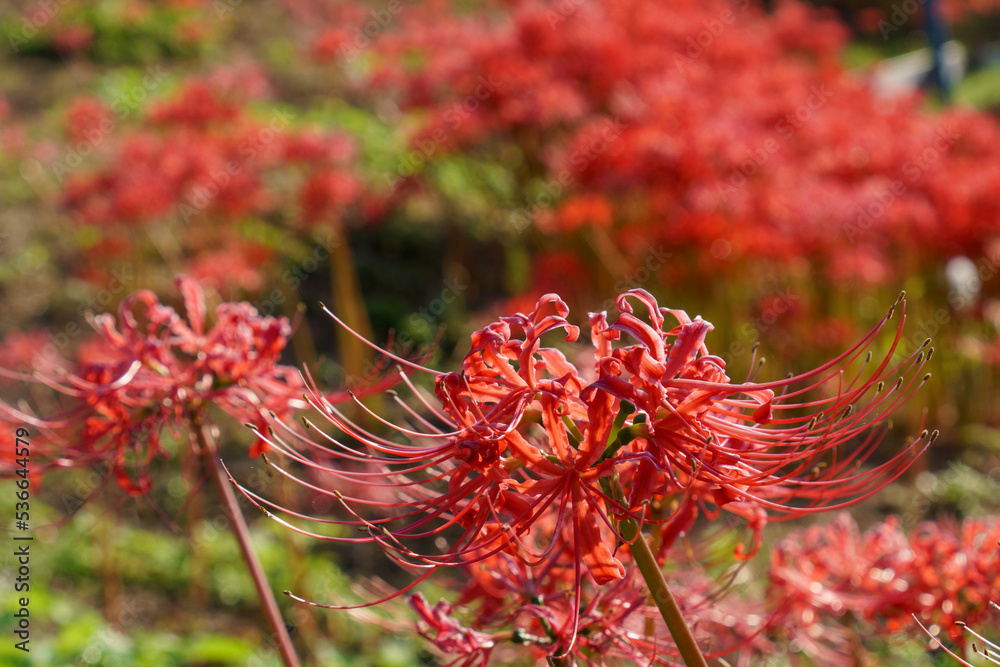 彼岸花　曼珠沙華　