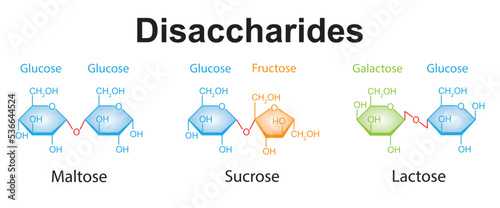 Chemical Illustration of Disaccharides. Maltose, Sucrose And Lactose. Colorful Symbols. Vector Illustration.