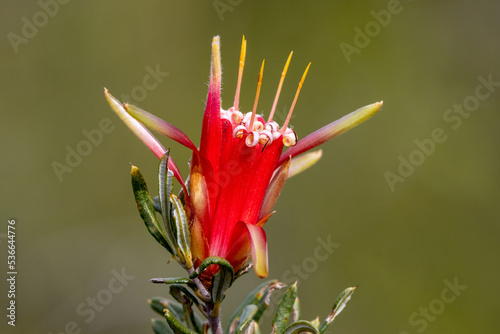 Australian Mountain Devil or Honey Flower photo