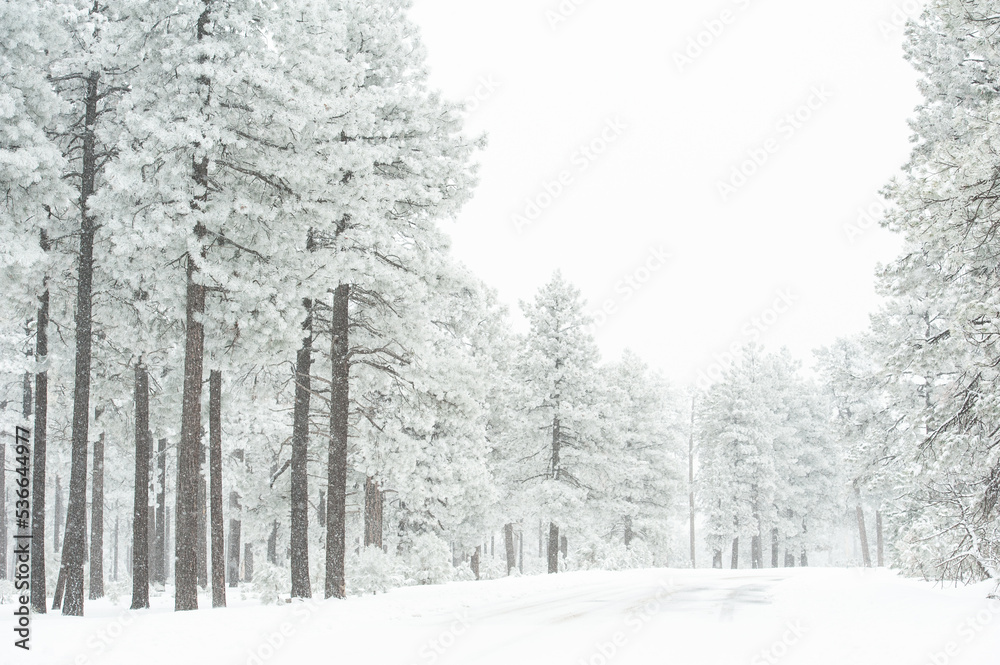 Snow Covered Ponderosa Pine Trees Along Road Snow Covered Ponderosa Pine Trees Along Road