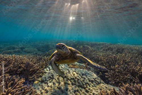 A green sea turtle swims over the Great Barrier Reef on LAdy Elliot Island on the Southern Great Barrier Reef in Queensland Australia.