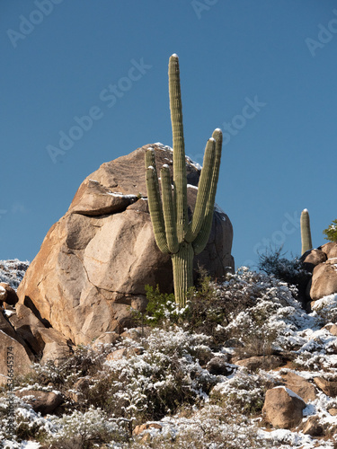 Saguaro Cactus Boulders and Snow
