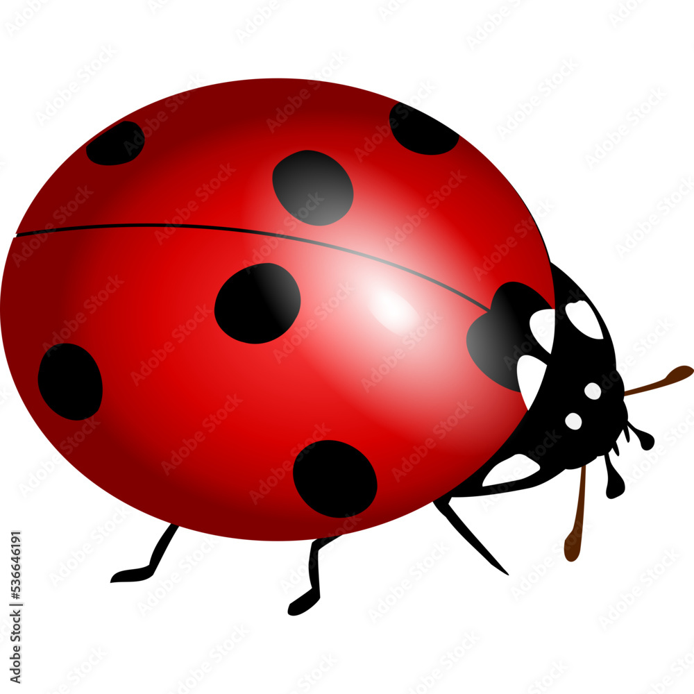 Obraz premium ladybug vector
