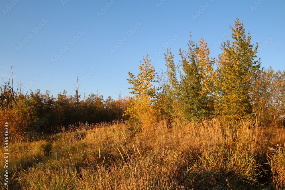 autumn in the forest, Pylypow Wetlands, Edmonton, Alberta autumn in the forest, Pylypow Wetlands, Edmonton, Alberta