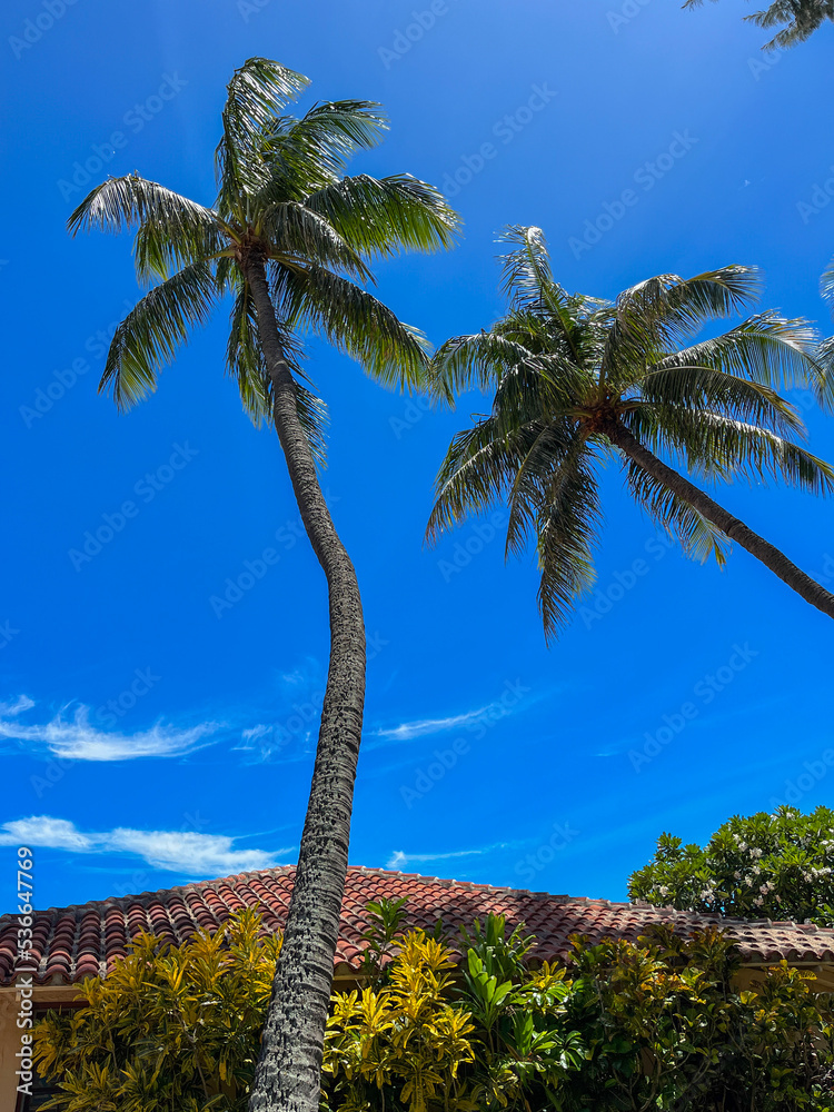 Naklejka premium Palm trees in the blue sky, Hawaii