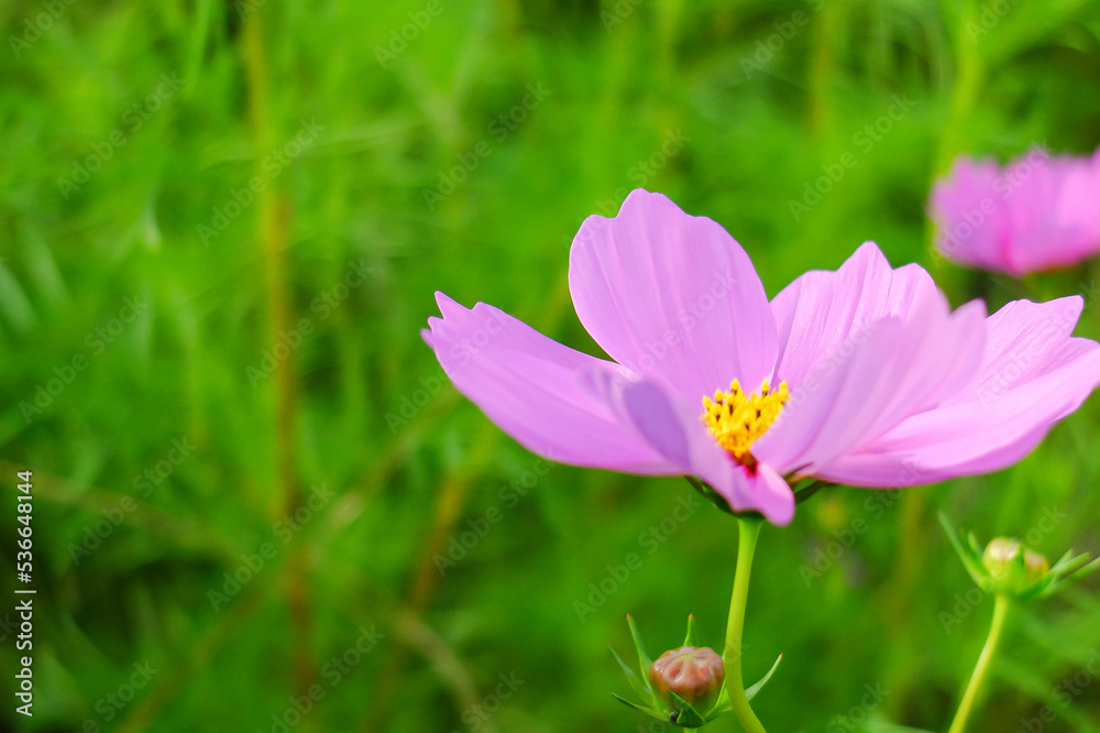 Fototapeta premium ピンクの花びらが美しいコスモス畑