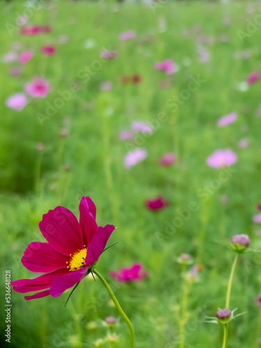 ピンクの花びらが美しいコスモス畑 © MTBS PHOTO