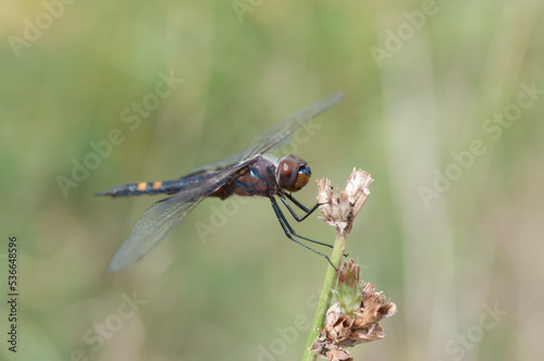 black saddlebags dragonfly perched on a dried stem (profile)