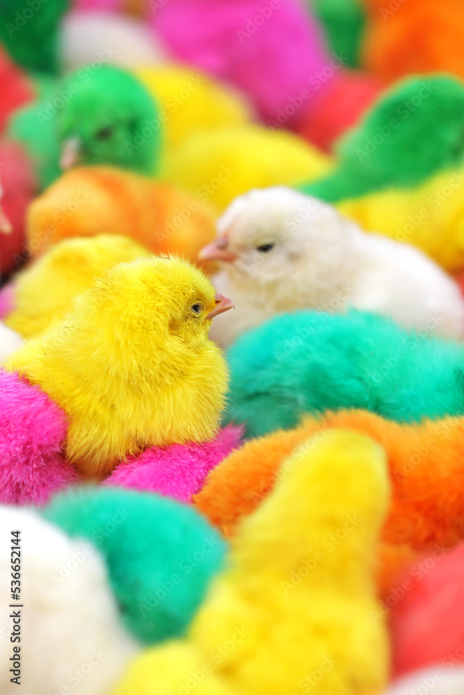 Colorful baby chickens for sale in a traditional market
