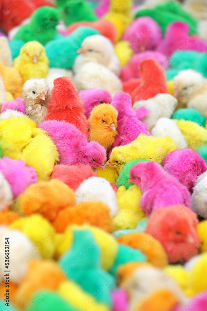 Colorful baby chickens for sale in a traditional market.