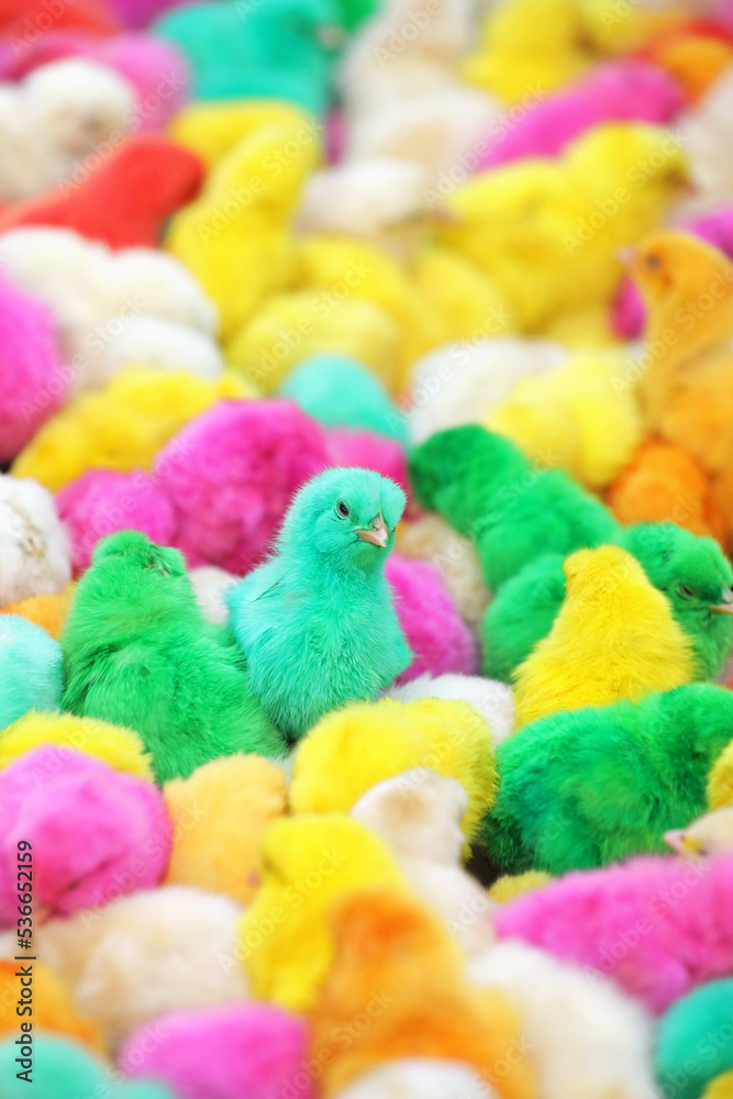 Colorful baby chickens for sale in a traditional market.	
