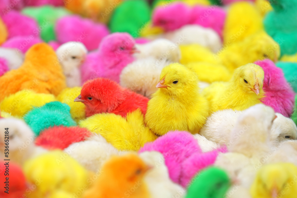 Colorful baby chickens for sale in a traditional market.