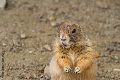 Close-up. Prairie dog portrait with open mouth. The paws have large claws.