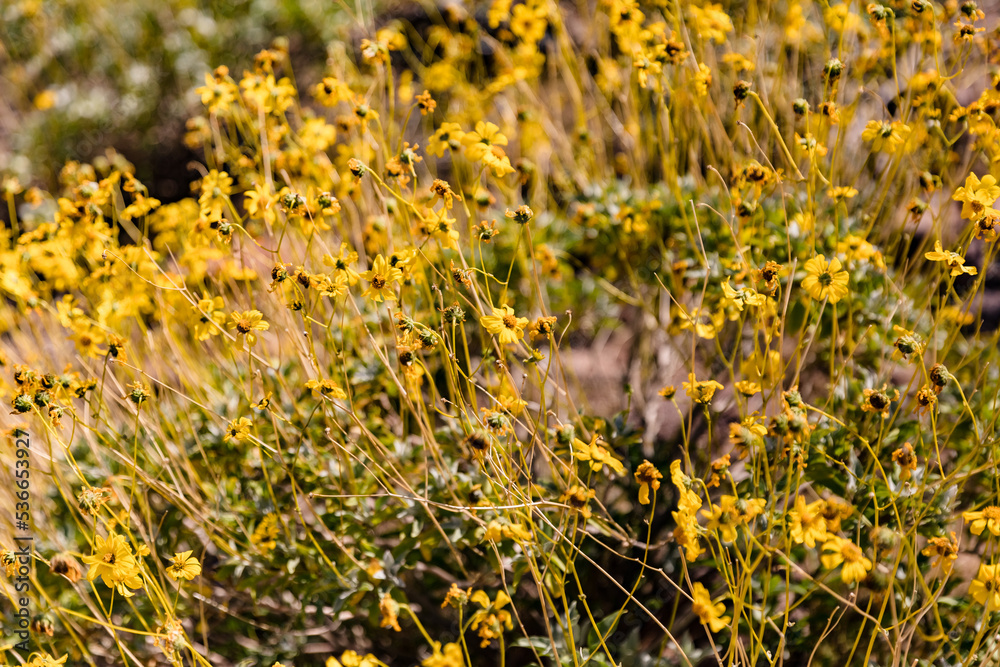 Hike outside Oatman Arizona off Route 66 Hike outside Oatman Arizona off Route 66