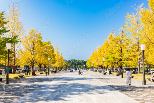 Obraz na płótnie 東京駅前 行幸通りのイチョウ並木 w salonie