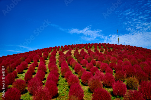 真っ赤な秋のコキア