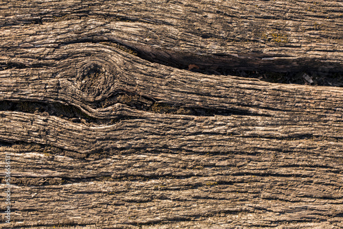 Close up simply seamless background wallpaper with weathered timber structure pattern in detail. Wood texture focused in all of visible surface in view.	 photo