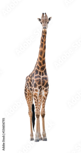 giraffe isolated © anankkml
