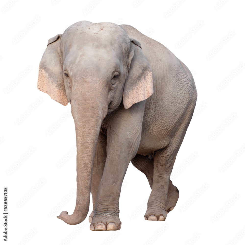 asia elephant asia elephant