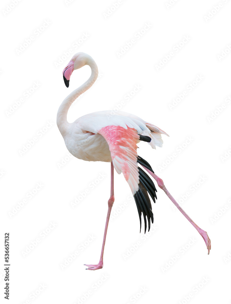 Fototapeta premium greater flamingo isolated