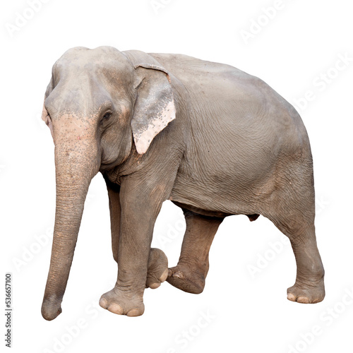 asia elephant