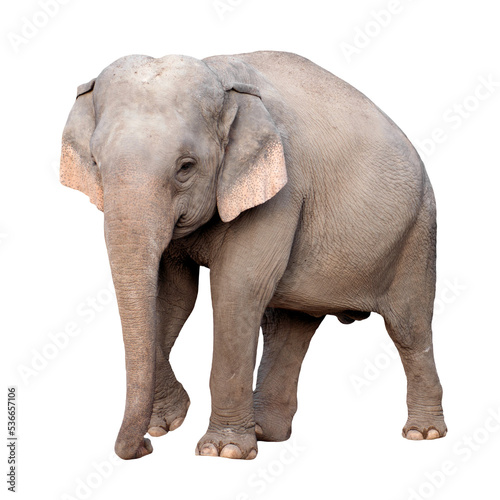 asia elephant © anankkml
