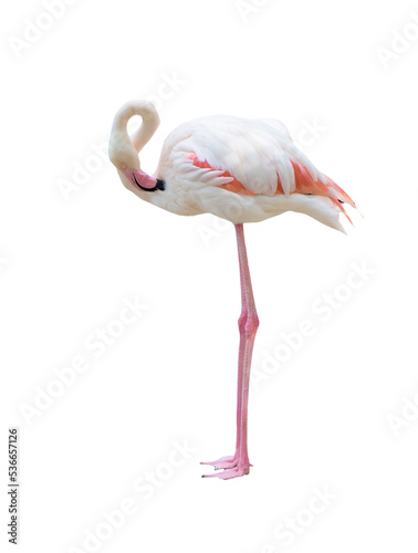 greater flamingo isolated