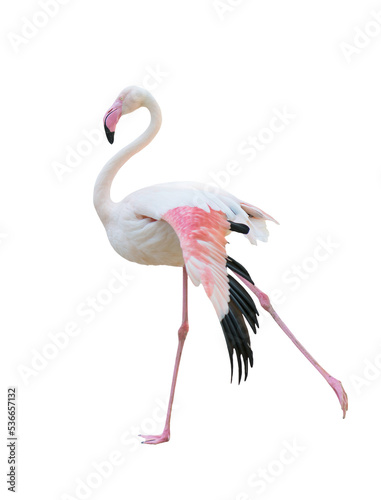 greater flamingo isolated photo