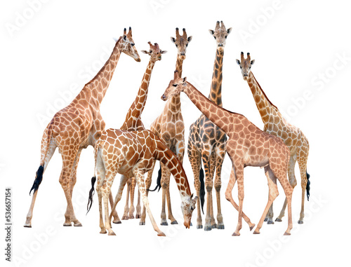 Fototapeta Naklejka Na Ścianę i Meble -  group of giraffe isolated