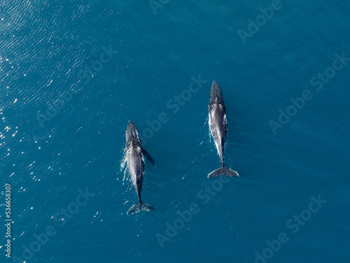 Aerial view of Humpback whales on the whale migration off Fraser Island on Australia's Fraser Coast. © Sean