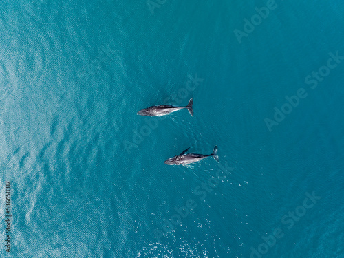 Swimming with Humpback Whales in Tonga.  © Sean