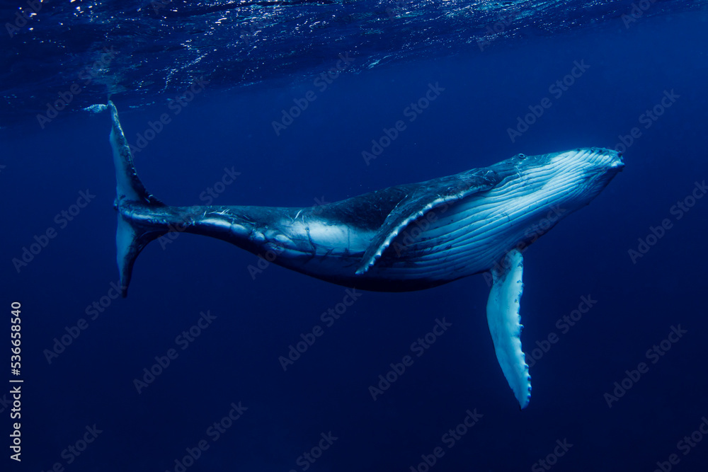 Swimming with Humpback Whales in Tonga.  - obrazy, fototapety, plakaty 
