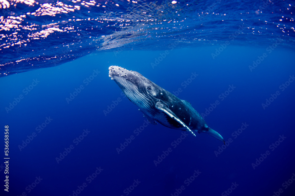 Swimming with Humpback Whales in Tonga. Swimming with Humpback Whales in Tonga.