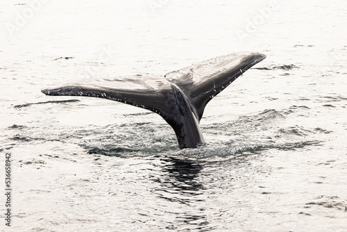 Humpback Whales on the surface of the water on the Fraser Coast on the whale migration.