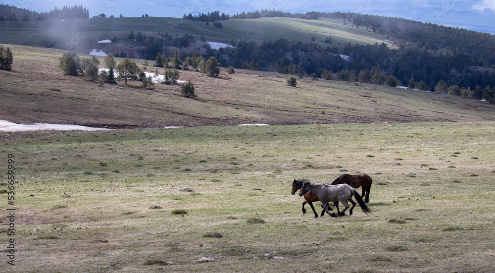 Small band of three wild horses running in the mountains of the western United States