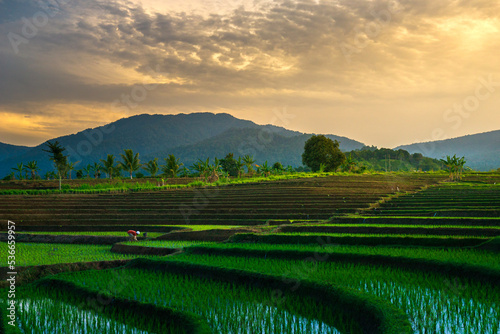 Morning view in the rice field area with farmers working
