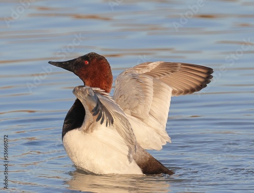 Canvasback spreading wings photo