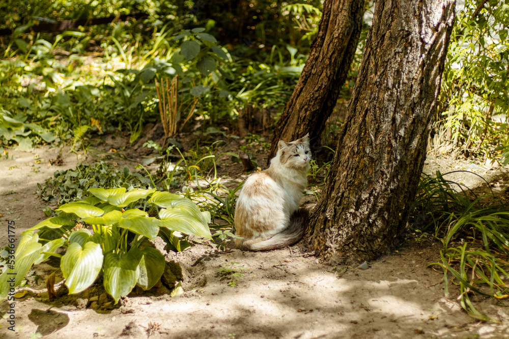 Obraz premium White cat