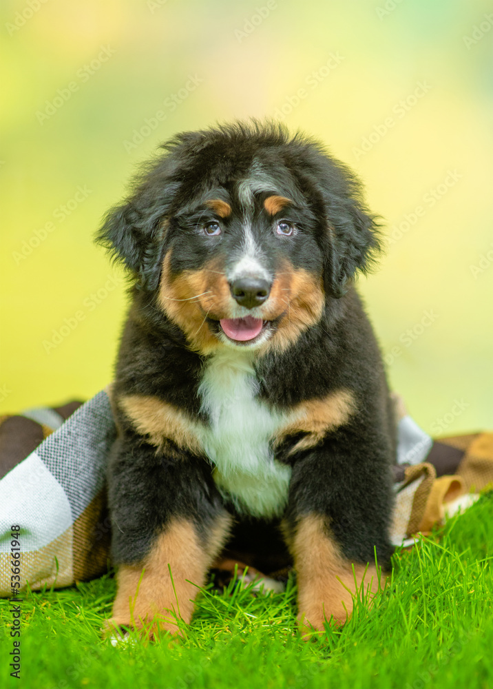 bernese mountain dog puppy  sits under warm plaid on green grass at autumn park