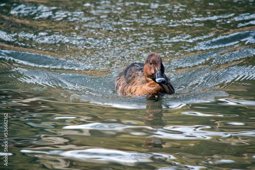 the blue billed duck is swimming in the lake photo