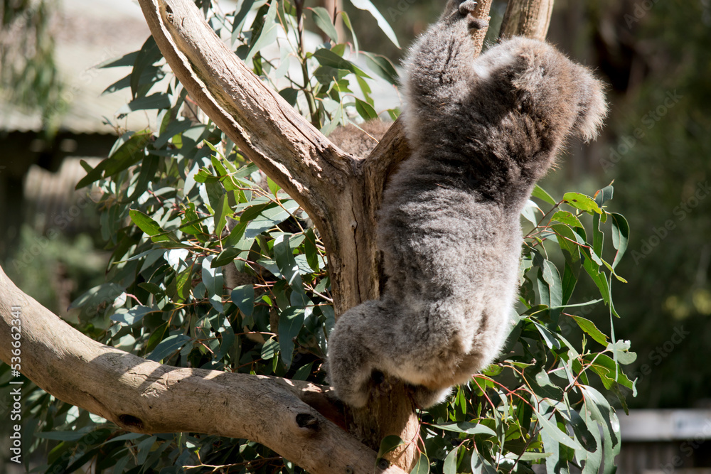 Fototapeta premium the koala is a grey marsupial with white fluffy ears and a large nose that climbs trees