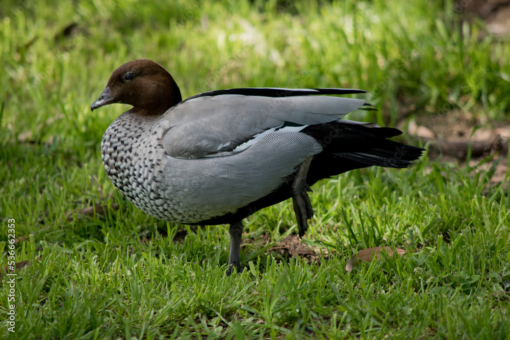 this is a male Australian maned duck this is a male Australian maned duck