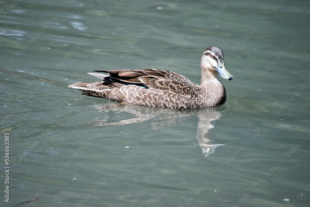 the pacific black duck is swimming in the lake