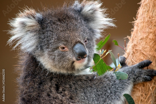 Fototapeta Naklejka Na Ścianę i Meble -  the koala is a grey marsupial with white fluffy ears and a large nose that climbs trees