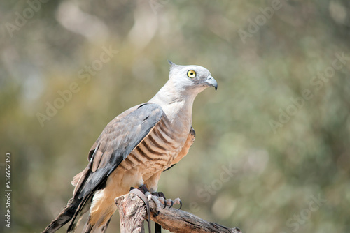 he Pacific baza, also known as the crested hawk, crested baza, and Pacific cuckoo-falcon, is a slender, medium-sized species of hawk
