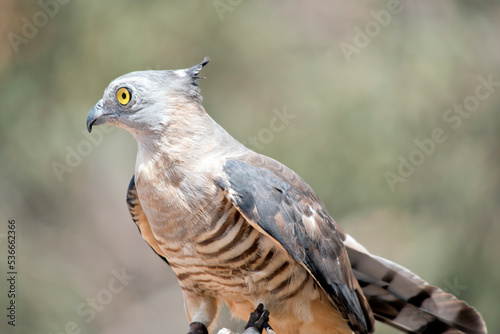 The Pacific Baza is a medium-sized, long-tailed hawk with a prominent crest. It is slim-bodied, with a narrow grey head and neck.