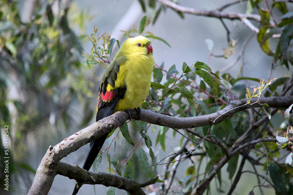 Naklejka premium the regent parrot isa male light green regent parrot
